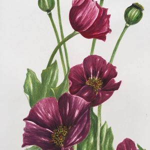 Meet your Posher, Sabooheh